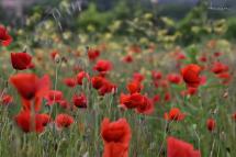 La Foto del Giorno (24 mag.)