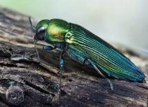 L’Arcipelago Toscano disvela i suoi “gioielli” di biodiversità