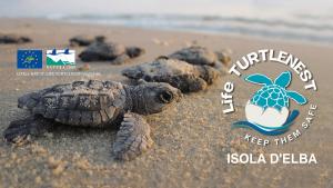 Procchio, schiusa dei nidi di tartaruga: c&#039;è chi (La Guardiola e Bagni Paola) spenge le disturbanti luci