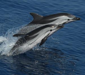 Il Santuario Pelagos protagonista al Festival della Scienza di Genova