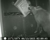Cinghiali da assedio alla porta di casa