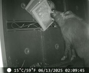 Cinghiali da assedio alla porta di casa
