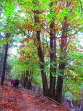 Settimana delle Castagne 2025 - eventi annullati di venerdì 24 ottobre