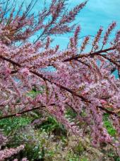 La Foto del Giorno (29 mar.)