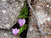 Fotonotizia: Il ciclamino più forte dell'incendio