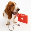 Canile e pronto soccorso veterinario H24, oltre 10.000 cittadini firmano la petizione per chiedere che sia realizzato il progetto