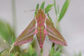 A caccia di insetti a Giannutri in notturna in diretta su Youtube 