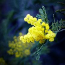 Nota di Nocentini in occasione dell'8 Marzo