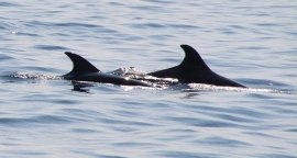 Delfini toscani: uno studio durato 12 anni (ISPRA, UniPisa, Accademia Leviatano) edito da Mediterranean Marine Science  