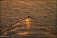 Controluce - Il quindicesimo scatto premiato per il concorso "La Foto della Settimana" è di Cheti Soldani
