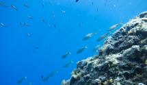 Mare protetto, l'Italia raggiunge il 30x30 solo sulla carta?