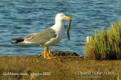 Pesca grossa nella laguna delle Saline di San Giovanni