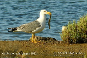Pesca grossa nella laguna delle Saline di San Giovanni