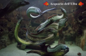 Riapre l'Acquario dell'Elba