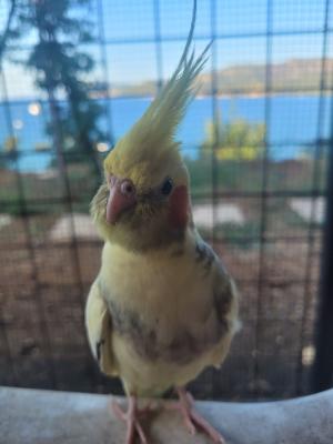 Calopsite (pappagallo) scomparso il località Le Grotte