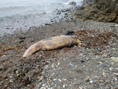 Fotonotizia: delfino spiaggiato a San Giovanni