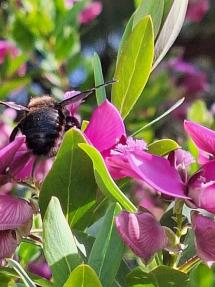 Italia Nostra: I giardini nascosti di Cosmopoli - report della visita del 4 Aprile