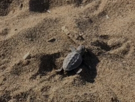 Tartarughine che nascono a sorpresa all&#039;Elba sulla spiaggia di Morcone