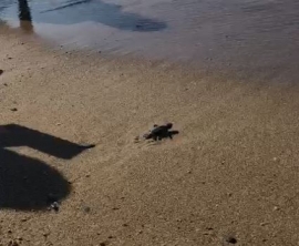 Tartarughe nate a Capoliveri - Il Sindaco Montagna &quot;Evento eccezionale, segno che dobbiamo salvaguardare il nostro mare&quot;