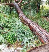 Pini di San Giovanni, il Comune: "Abbattimenti necessari, polemiche inutili"