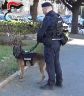 Carabinieri: una denuncia per guida in stato d'ebbrezza e controlli antidroga