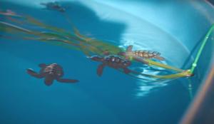 Mini trasmettitori satellitari su piccoli di tartarughe: nuova frontiera del monitoraggio della specie