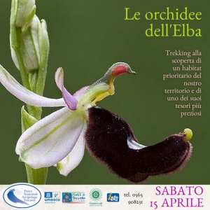 Trekking naturalistico alla scoperta delle orchidee dell'Elba