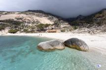 La foca monaca “ascoltata” a Montecristo: la bioacustica conferma una presenza rarissima