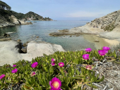 Appello a Sua Emittenza von Cotoncello