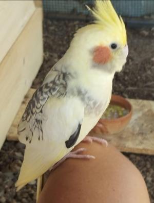 Ogni tanto Elbareport serve a qualcosa - avventura a lieto fine di una pappagallina