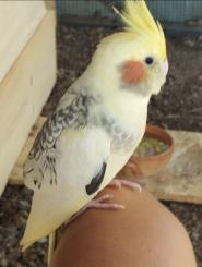 Ogni tanto Elbareport serve a qualcosa - avventura a lieto fine di una pappagallina