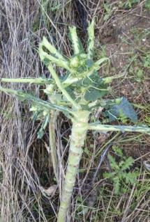 Patresi: dove ormai cinghiali e mufloni dominano e devastano
