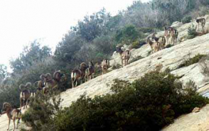 I Mufloni del Giglio non saranno abbattuti ma trasferiti: intesa tra Parco WWF e LAV