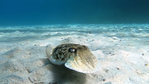 La Foto del Giorno (9 ago.)