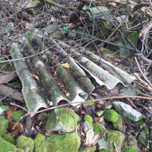 L&#039; intervento di pulizia previsto sulla GTE, il punto degli ambientalisti