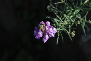 In Toscana 62 specie di piante a forte rischio estinzione, 41 vivono solo qui