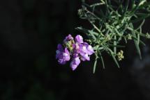 In Toscana 62 specie di piante a forte rischio estinzione, 41 vivono solo qui