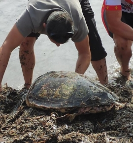 Una tartaruga marina ferita recuperata sulla spiaggia di Marina di Campo