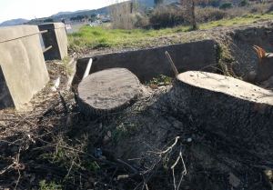 Scriteriato abbattimento di alberi a La Pila