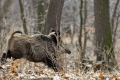 Braccate ai cinghiali: non solo inutili, ma anche controproducenti e pericolose