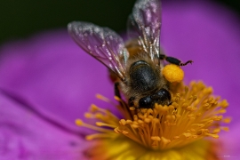 La Foto del Giorno (19 apr.)
