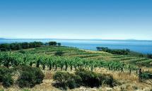 Ristrutturazione vigneti, campagna '25-26: Artea dispone proroga per domande saldo contributi