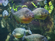 Come muggini in mezzo ai piranas, ed io rimango un&#039;isolata fava, di sinistra