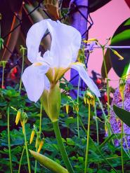 La Foto del Giorno (10 mar.)