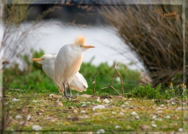 La Foto del Giorno (27 mar.)