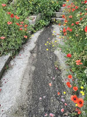 Fotonotizia: sversamento di acque fognarie in centro storico