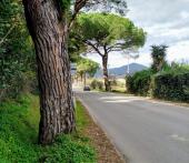 La storia infinita dei pini di San Giovanni e dei fan della motosega