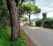 La storia infinita dei pini di San Giovanni e dei fan della motosega