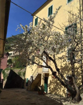 Chi ha tagliato il ciliegio di Rio Elba?