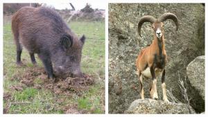 Mufloni e cinghiali  "padroni" delle notti nel marcianese: caricano persone e mezzi in transito